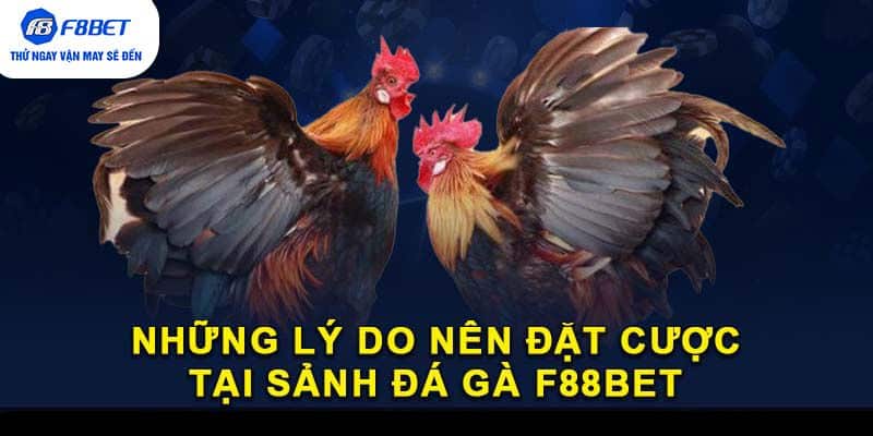 Những lý do nên đặt cược tại sảnh đá gà F88BET