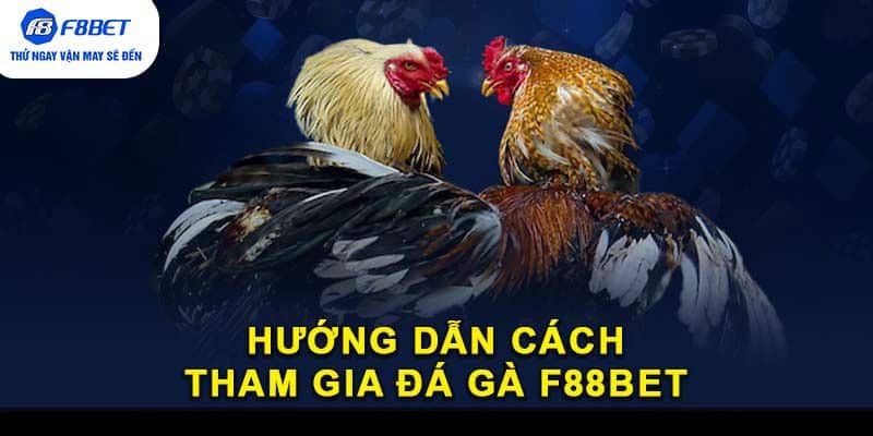 Hướng dẫn cách tham gia đá gà F88BET